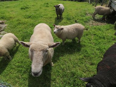 A group of sheep standing on green grass in a fenced area at The Reading Room in Seworgan near Constantine