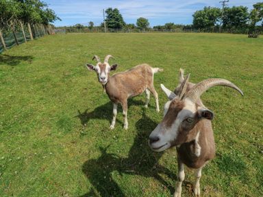 Two goats standing in a fenced grassy field with trees and a blue sky at The Reading Room in Seworgan near Constantine