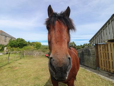 A brown horse standing on grass near wooden fences and buildings at The Reading Room in Seworgan near Constantine