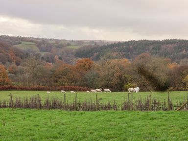 A green field with sheep grazing behind a wire fence and trees in the background at Foxglove in Goathland
