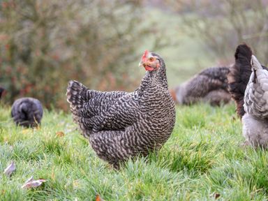 A group of chickens standing on grass outside in a field