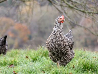 A speckled hen standing on grass with blurred trees in the background at Foxglove in Goathland