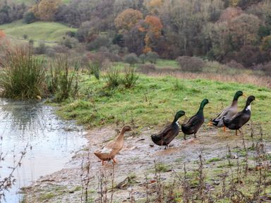 Five ducks walking on the grassy edge of a pond with trees and hills in the background