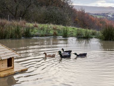 A pond with ducks swimming near a small wooden duck house and grassy banks in the countryside at Foxglove in Goathland