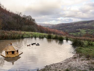 A small pond with ducks and a wooden duck house surrounded by grass and trees at Foxglove in Goathland