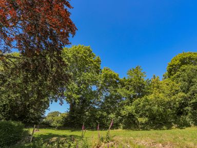 An outdoor scene with various green trees and tall purple flowers under a clear blue sky at Bryn Henllan in Criccieth