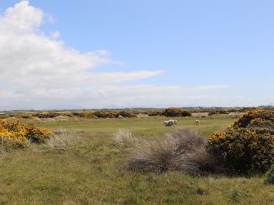 A grassy field with shrubs and three sheep under a blue sky at Trewan Lodge in Bryngwran near Rhosneigr