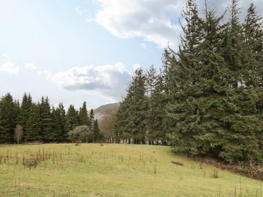 A grassy field with scattered small plants and tall evergreen trees under a partly cloudy sky at The Lodge in Dol-y-Gaer near Pontsticill
