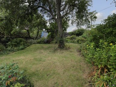 A garden with a large tree in the center surrounded by grass and various plants at Wenallt in Porthmadog