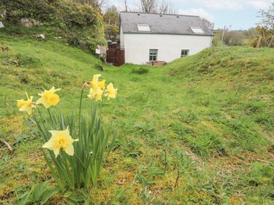 A small white house with two windows and skylights behind a grassy area with yellow daffodils at Bethania in Llangoed near Beaumaris