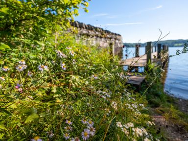 A lakeside view with wildflowers and a wooden dock at Cunsey Mill House in Cunsey near Hawkshead
