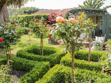 A garden with neatly trimmed hedges rose bushes and a small shed in the background at Bryn Offa cottage in Holywell