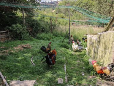 An outdoor area with chickens and roosters at Buzzards Breg in Builth Wells