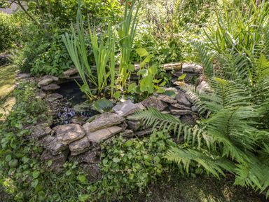 A garden pond with surrounding rocks and various green plants and ferns at Fox Den Cottage in Castle Combe
