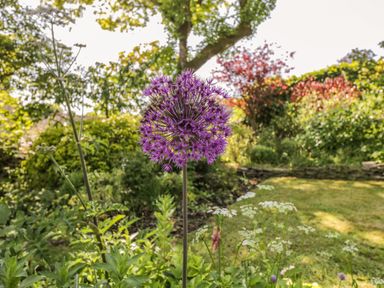 A garden with a purple allium flower in the foreground and green plants and trees in the background at Fox Den Cottage in Castle Combe