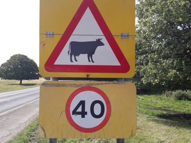 A road sign with a cow warning and a 40 speed limit on a rural road with trees