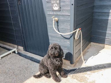 A black curly dog sitting on a concrete ground near a blue wooden wall with a hose and a tap at Teifi Villa in St Dogmaels
