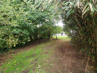 A pathway surrounded by bamboo and trees at Teifi Villa in St Dogmaels