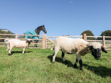Two sheep in a field with a horse in a blanket at Foxes Den Allerston near Thornton Dale