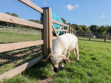 A sheep grazing near a wooden fence outdoors at Foxes Den in Allerston near Thornton Dale
