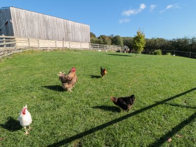 A yard with chickens in grass at Eagles Peak in Allerton near Thornton-Le-Dale