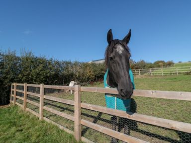 A horse near a wooden fence at Eagles Peak Allerton near Thornton-Le-Dale