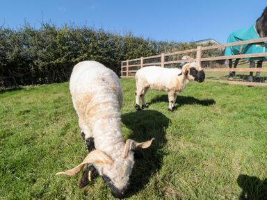 Two sheep grazing in a field at Eagles Peak in Allerton near Thornton-Le-Dale