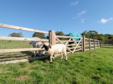A sheep near a wooden fence at Eagles Peak in Allerton near Thornton-Le-Dale