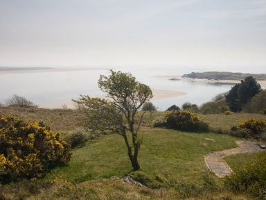 A grassy area with a tree and yellow bushes overlooking a body of water and sandy shores at Hen Beudy in Porthmadog