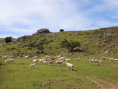 A grassy hillside with sheep grazing near rocks and a fence at Cwm Ceiliog Annex in Llanaelhaearn near Trefor