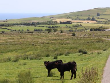 A rural landscape with two black cows standing on green grass near a road and fields in the distance at Cwm Ceiliog Annex in Llanaelhaearn near Trefor