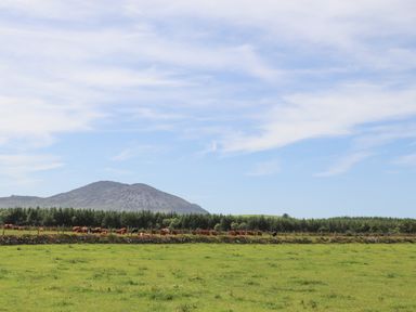 A grassy field with cows near a line of trees and a mountain in the background at Cwm Ceiliog Annex in Llanaelhaearn near Trefor