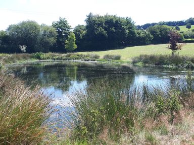 A small pond surrounded by grass and trees at Orchard Lodge in Hockworthy near Sampford Peverell Devon