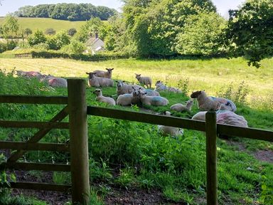 A group of sheep resting in a grassy field behind a wooden gate at Orchard Lodge in Hockworthy near Sampford Peverell Devon