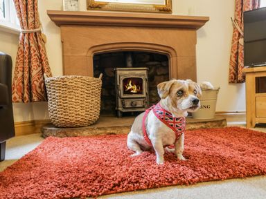 A dog wearing a union jack harness sitting on an orange rug in front of a fireplace with a fire burning at The Lodge in Greystoke