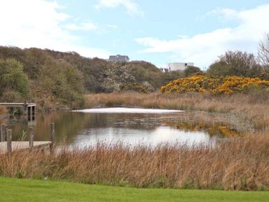 A small pond surrounded by reeds and bushes with a wooden dock and buildings in the background at Meadow View in Filey
