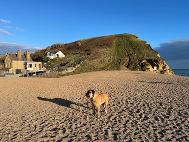 A dog standing on a pebble beach with houses and a grassy hill in the background at The Beach House in West Bay