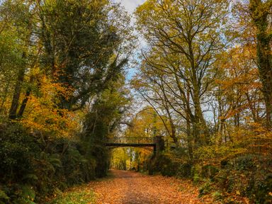 A forest path covered with fallen leaves and a small metal bridge overhead surrounded by autumn trees at 9 Ty Du Road in Llanberis