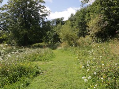 A grassy path surrounded by wildflowers and trees at Caldhu Cottage in Holmrook