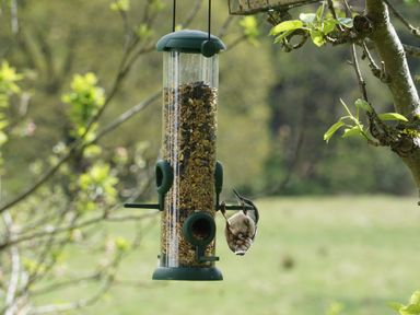 A bird feeder filled with seeds hanging from a tree branch with a bird clinging to it in a garden