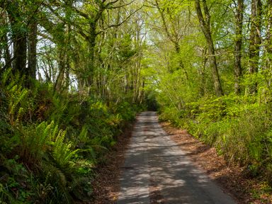 A narrow paved road surrounded by trees and green vegetation at Southcott Farm Cottage in Sheldon