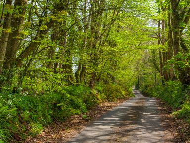 A narrow road surrounded by green trees and foliage at Southcott Farm Cottage in Sheldon