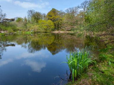 A pond surrounded by trees and plants with clear water reflecting the sky and clouds at Southcott Farm Cottage in Sheldon