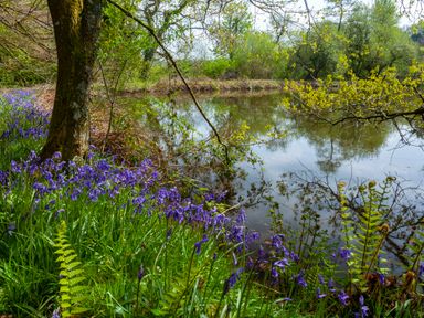 A pond surrounded by trees and plants with purple flowers and green ferns at Southcott Farm Cottage in Sheldon
