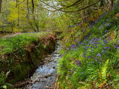 A small stream running through a forest with purple flowers and green foliage at Southcott Farm Cottage in Sheldon