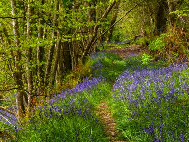A forest path surrounded by trees and bluebell flowers at Southcott Farm Cottage in Sheldon
