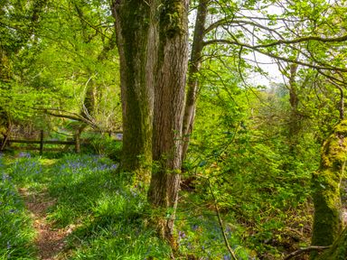 A forest path surrounded by trees and blue flowers at Southcott Farm Cottage in Sheldon