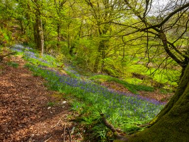 A forest path with bluebell flowers and green trees at Southcott Farm Cottage in Sheldon
