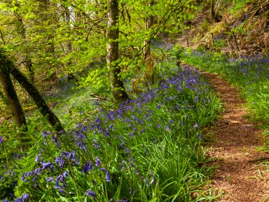 A forest path surrounded by trees and bluebell flowers at Southcott Farm Cottage in Sheldon