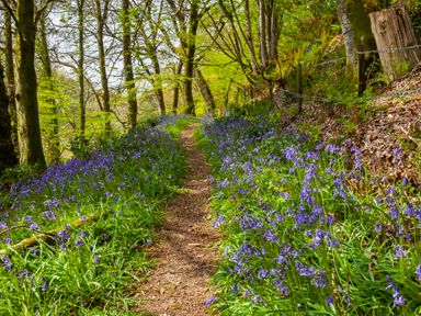 A woodland path bordered by bluebell flowers and trees at Southcott Farm Cottage in Sheldon